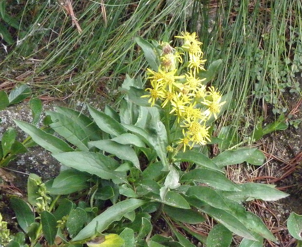 zlatobyľ obyčajná alpská Solidago virgaurea subsp. minuta (L.) Arcang.