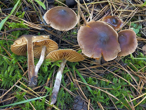 pavučinovec otlačený Cortinarius heterodepressus Kytöv., Niskanen & Liimat.