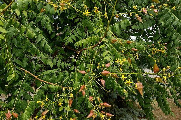 jeseňovec metlinatý Koelreuteria paniculata Laxm.