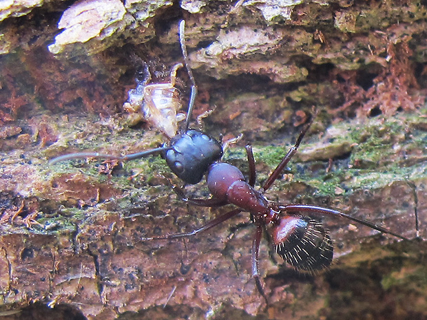 mravec drevokaz Camponotus ligniperda
