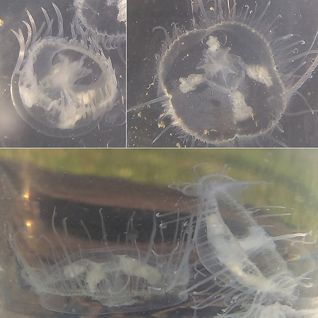 medúzka sladkovodná  Craspedacusta sowerbii