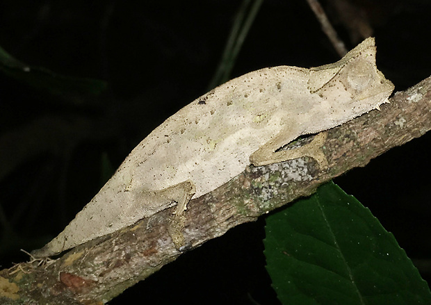 chameleón Brookesia superciliaris