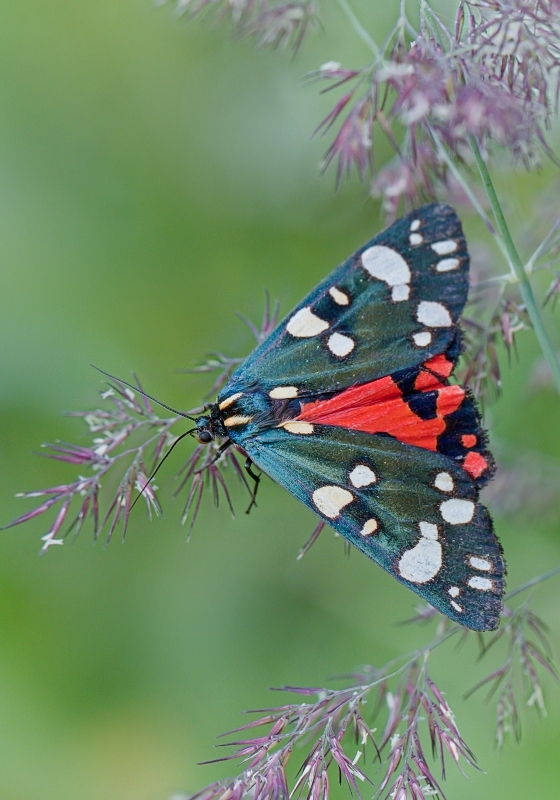 spriadač hluchavkový Callimorpha dominula (Linnaeus, 1758)