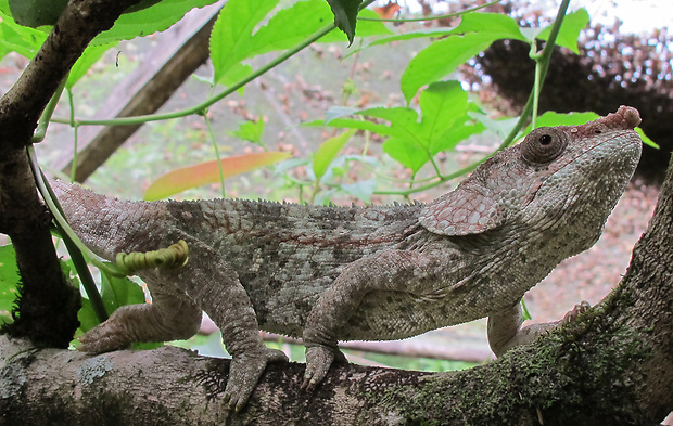 chameleón Calumma brevicornis