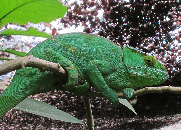 chameleón Calumma capuroni