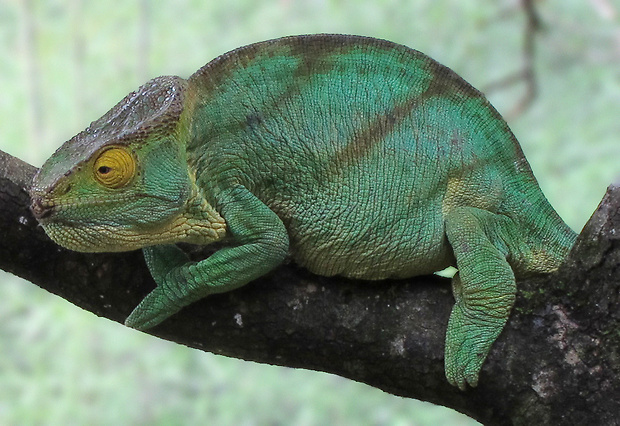 chameleón Calumma parsonii