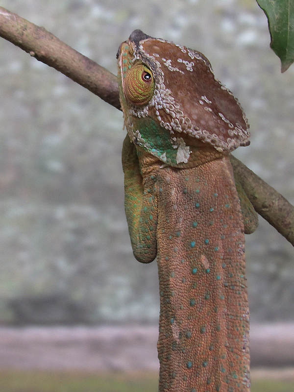 chameleónovité Chameleonidae fam.