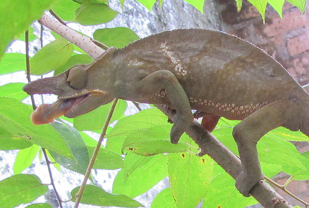 chameleón Furcifer bifidus