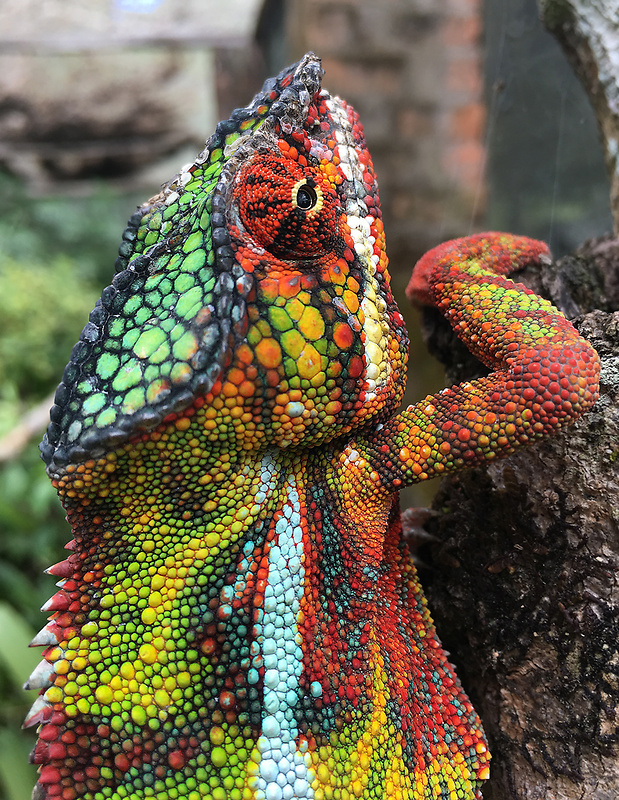 chameleón Furcifer pardalis
