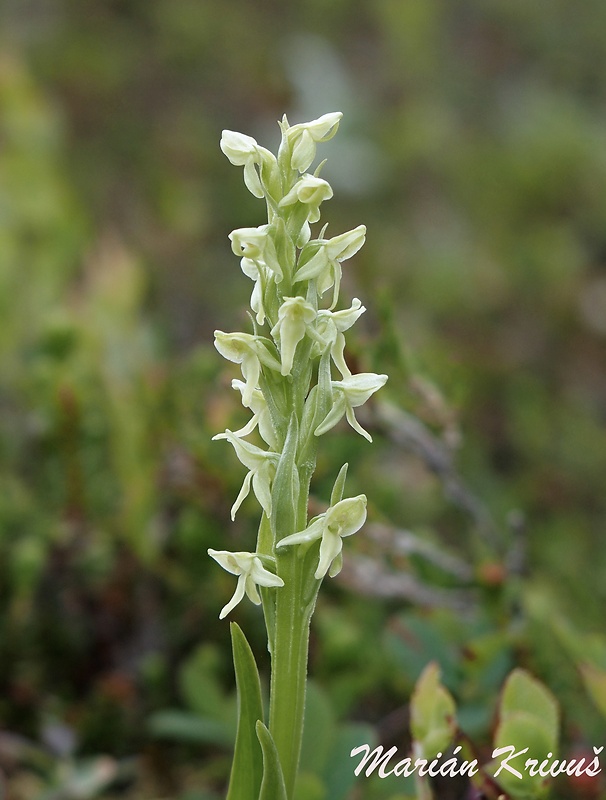 vemenník Platanthera hyperborea (L.) Lindl.