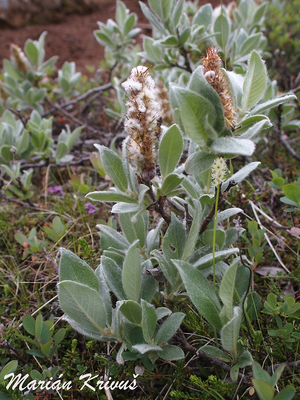 vŕba arktická Salix arctica Pall.
