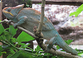 chameleón