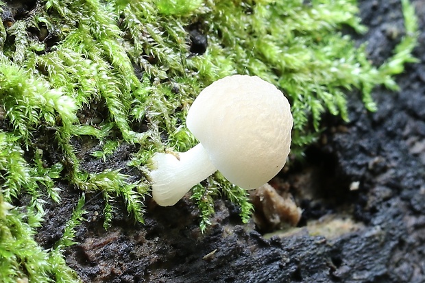 drobuľka Psathyrella sp.