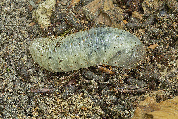 zlatoň obyčajný, larva Cetonia aurata