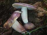 plávka fialovohlúbiková