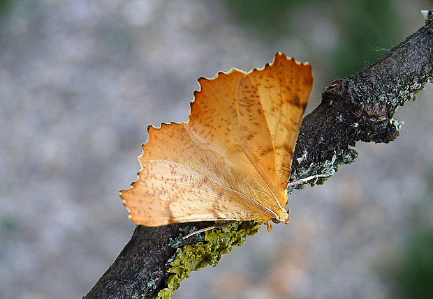listnatka jesenná Ennomos autumnaria