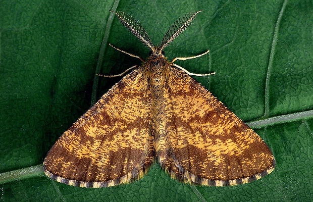 piadivka vresová (sk) / tmavoskvrnáč vřesový (cz) Ematurga atomaria (Linnaeus, 1758)