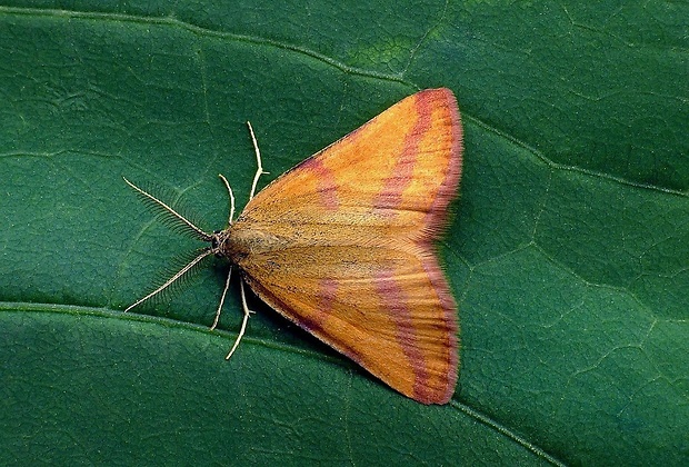 piadivka purpurová (sk) / rudopásník šťovíkový (cz) Lythria purpuraria (Linnaeus, 1758)
