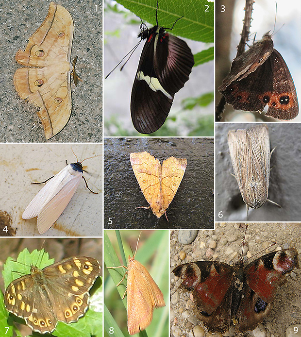 motýle Lepidoptera ord.