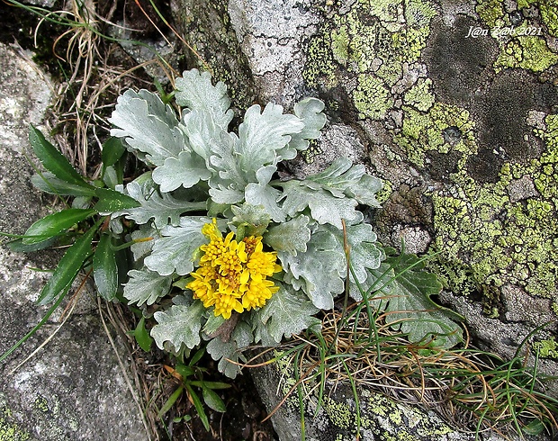 starček sivý kranský Senecio incanus subsp. carniolicus  (Willd.) Braun-Blanq.