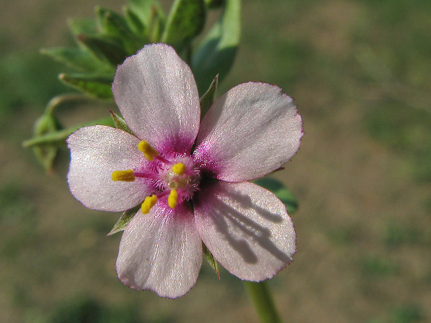 drchnička roľná Anagallis arvensis L.