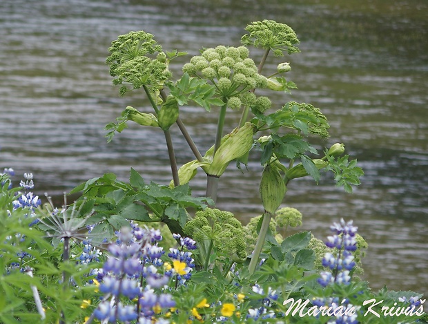 archangelika lekárska Archangelica officinalis Hoffm.