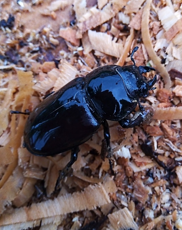 roháč veľký Lucanus cervus