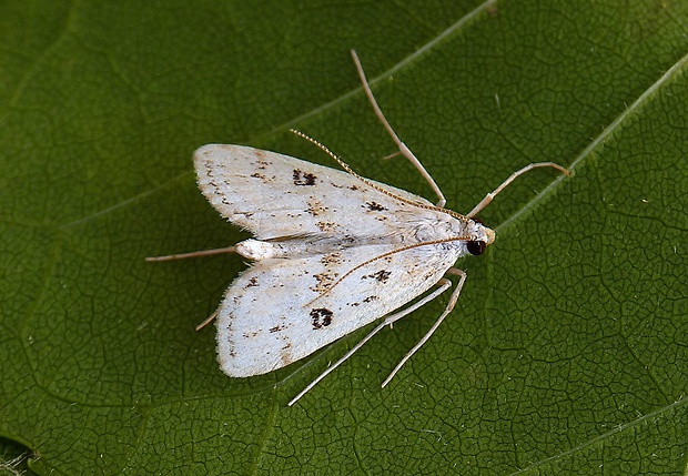 vijačka močiarna Parapoynx stratiotata