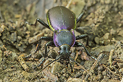 bystruška fialová - samček