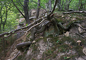 hríb dubový - biotop