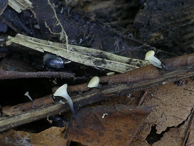 čiašočka pagaštanová Hymenoscyphus aesculi (Velen.) Baral & E. Rubio