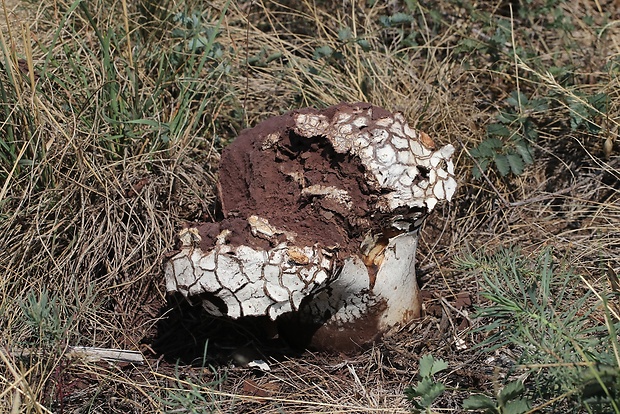 rozpadavec krehký Calvatia cyathiformis (Bosc) Morgan