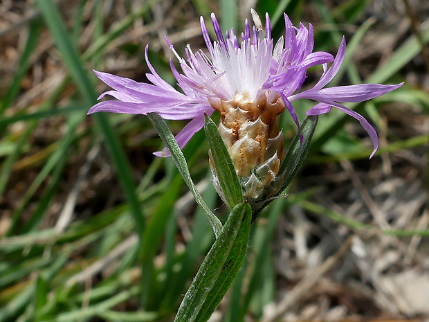 nevädzovec  Jacea gaudinii (Boiss. & Reut.) Holub