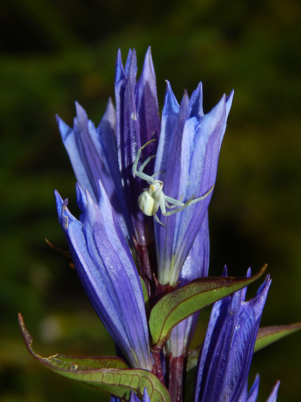 horec luskáčovitý Digitalis purpurea L.