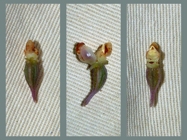 kruštík modrofialový Epipactis purpurata Sm.