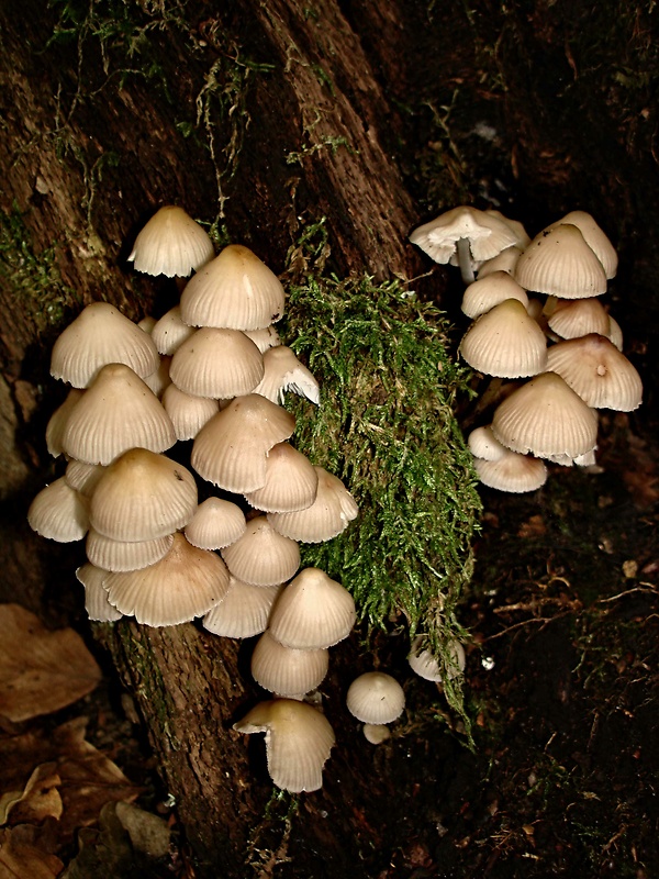 prilbička mliečna Mycena galopus (Pers.) P. Kumm.