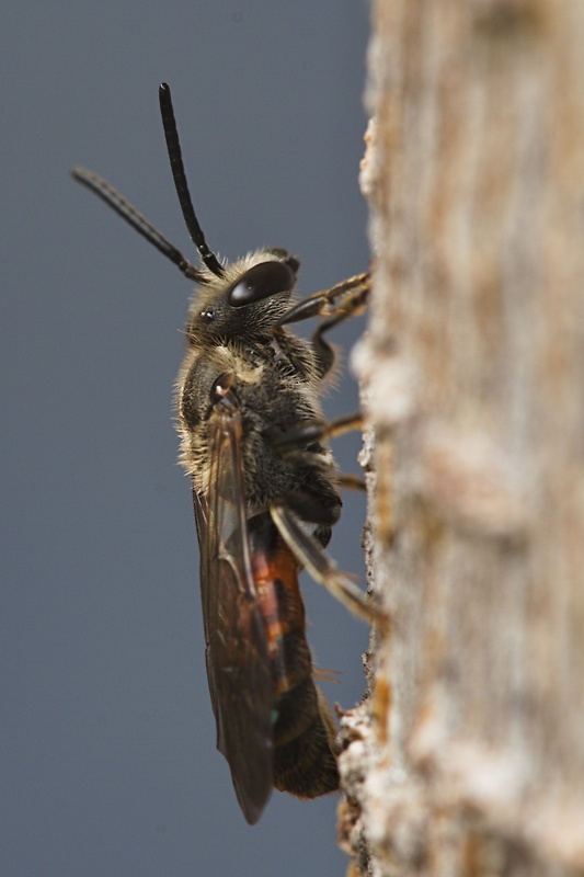 včielka  Sphecodes geoffrellus