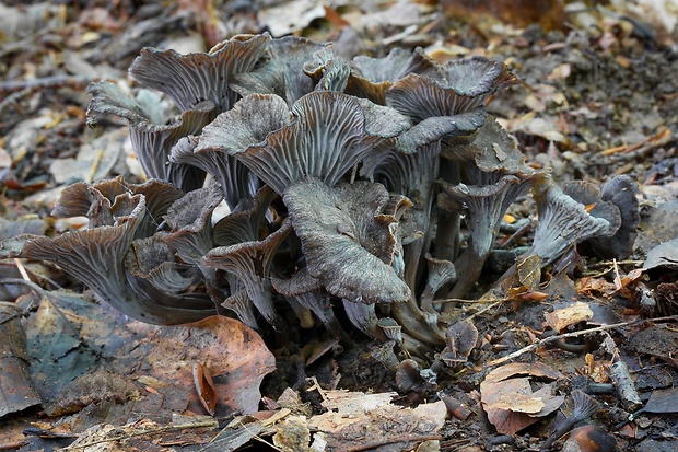 kuriatko sivé Cantharellus cinereus (Pers.) Fr.