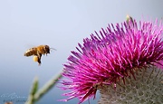 včela medonosna
