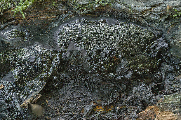 bolínka listnáčová Camarops polysperma (Mont.) J.H. Mill.