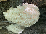 koralovec bukový