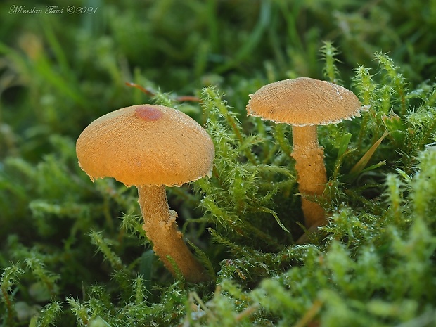 zrnivka okrová Cystoderma amianthinum (Scop.) Fayod