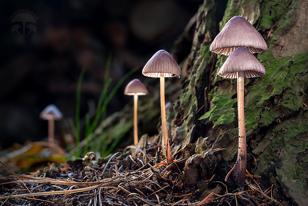 prilbička fialovookrajová Mycena purpureofusca (Peck) Sacc.
