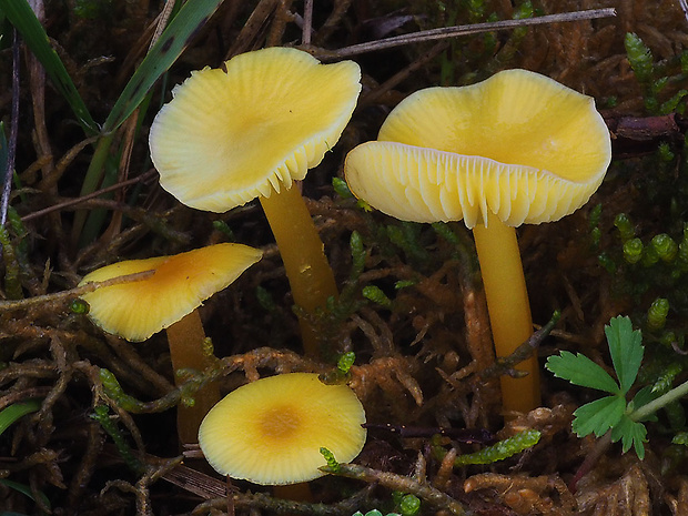 lúčnica citrónovožltá Hygrocybe chlorophana (Fr.) Wünsche