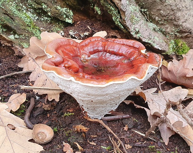 lesklokôrovka Ganoderma sp.