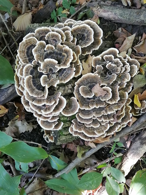 trúdnikovec pestrý Trametes versicolor (L.) Lloyd