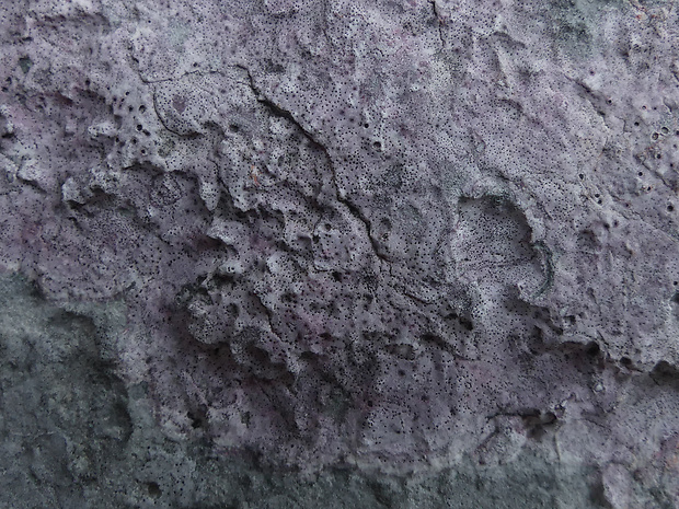 Bagliettoa marmorea (Scop.) Gueidan & Cl. Roux