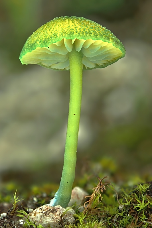 hodvábnica zelenohlúbiková Entoloma incanum (Fr.) Hesler