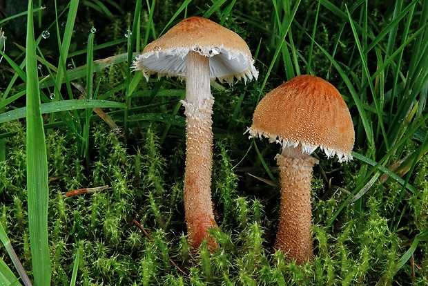 zrnivka okrová Cystoderma amianthinum (Scop.) Fayod