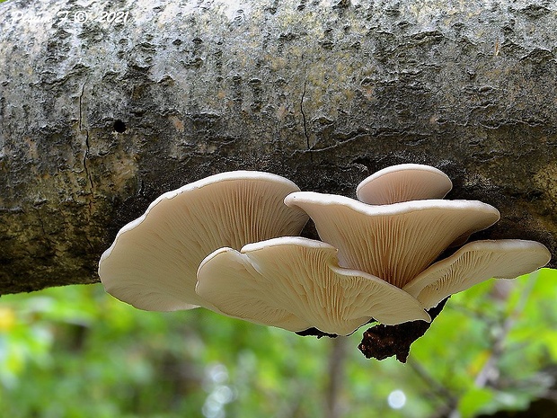 hliva buková Pleurotus pulmonarius (Fr.) Quél.